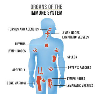 The Immune System - The Immune System
